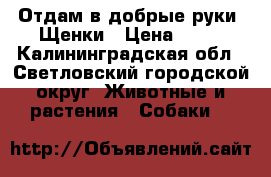 Отдам в добрые руки. Щенки › Цена ­ 10 - Калининградская обл., Светловский городской округ  Животные и растения » Собаки   